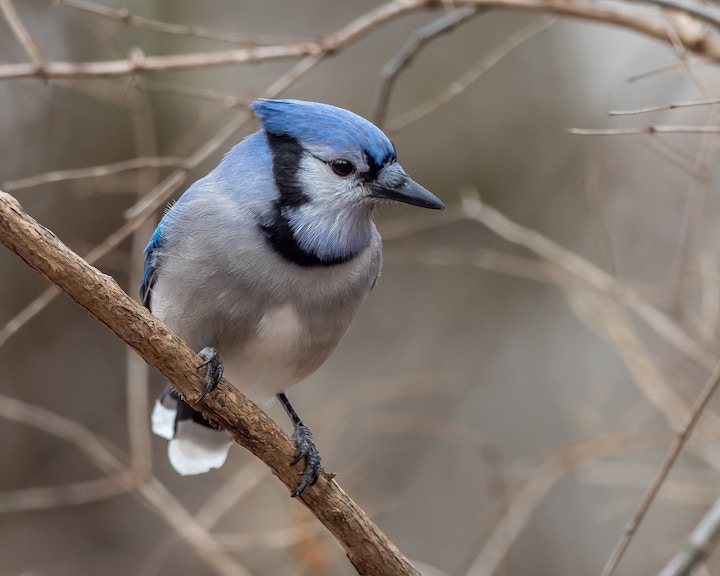Dead Blue Jay Meaning