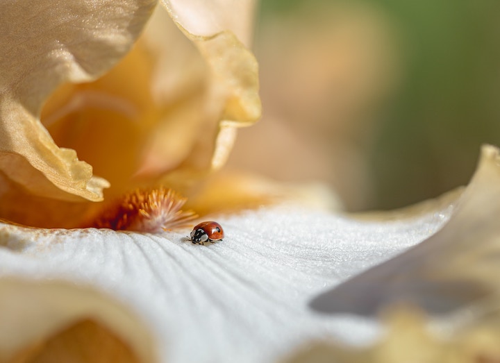 Ladybug In Dreams