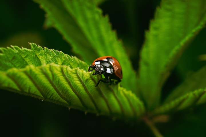 Ladybug In Dreams