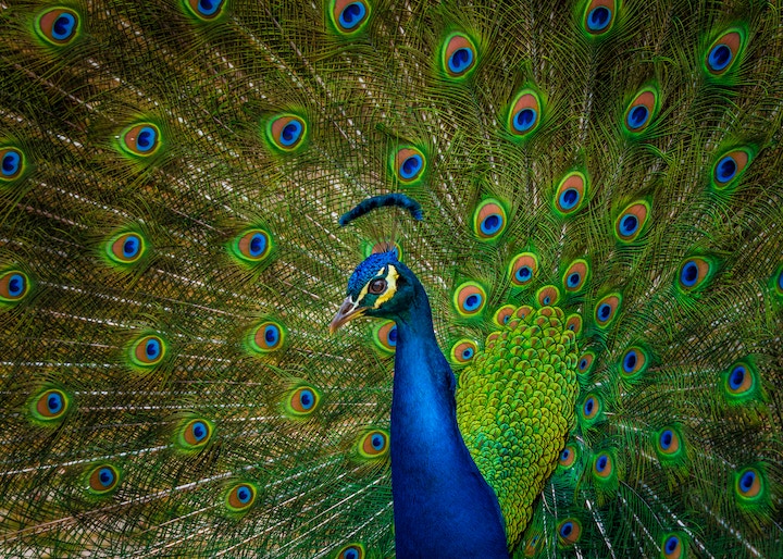 Peacock Spiritual Meaning