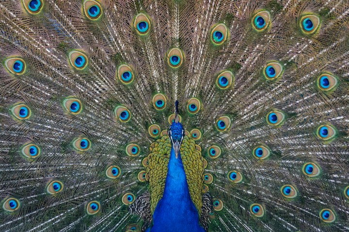  Peacock Spiritual Meaning