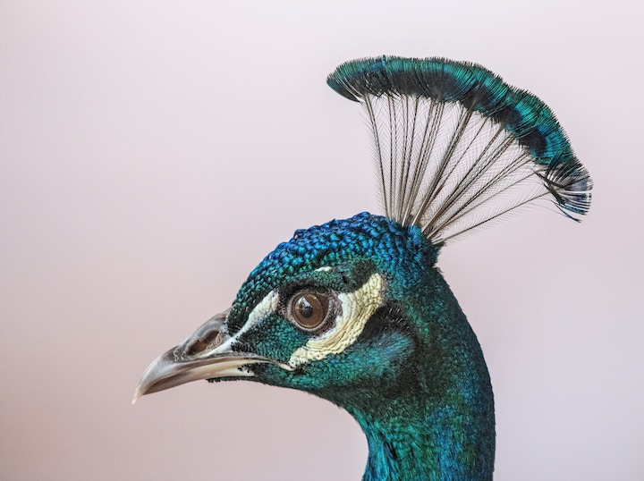 Peacock Spiritual Meaning
