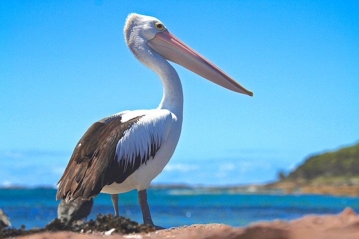 Dead Pelican Meaning