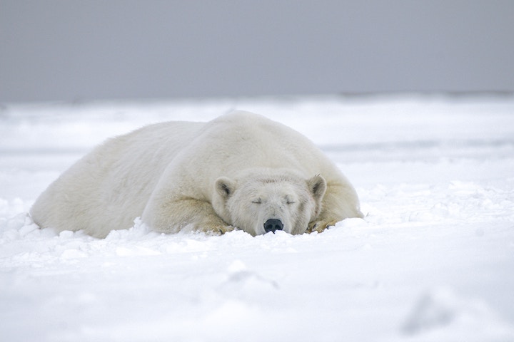 Dead Polar Bear In Dream