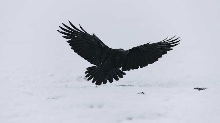 raven in dreams