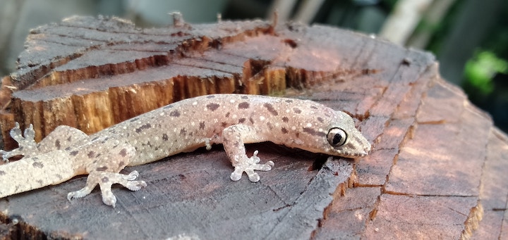 Dead Salamander Meaning