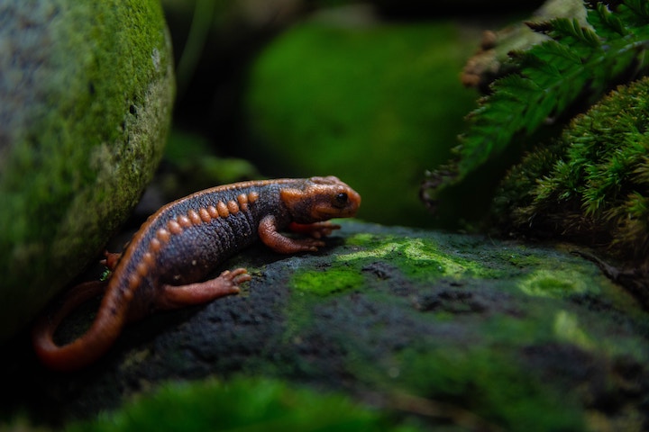 Salamander Dream Meaning