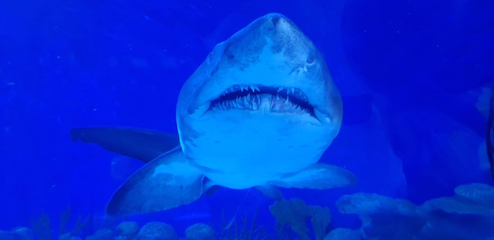 Shark In Dream Meaning