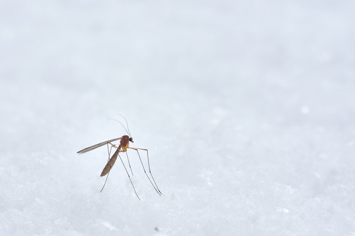 Mosquito Bite Spiritual Meaning