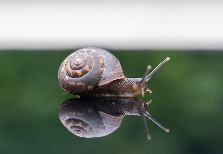 Dead Snail Meaning