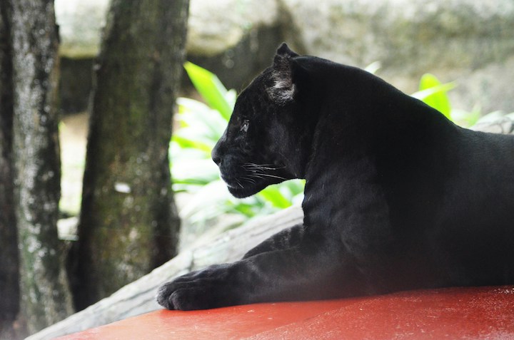 Dead Panther Spiritual Meaning
