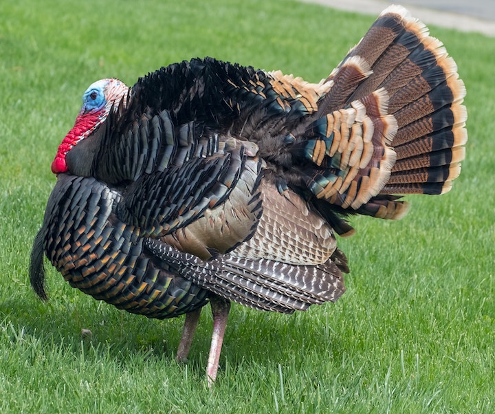 Turkey Without Feathers