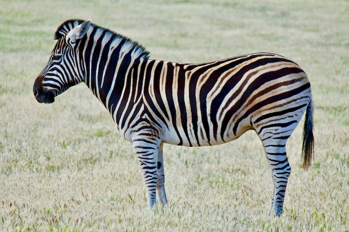 Zebra In Dreams