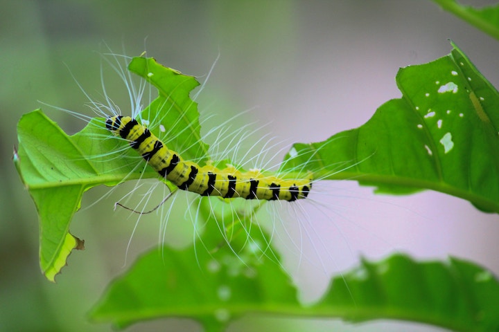Caterpillar Spiritual Meaning