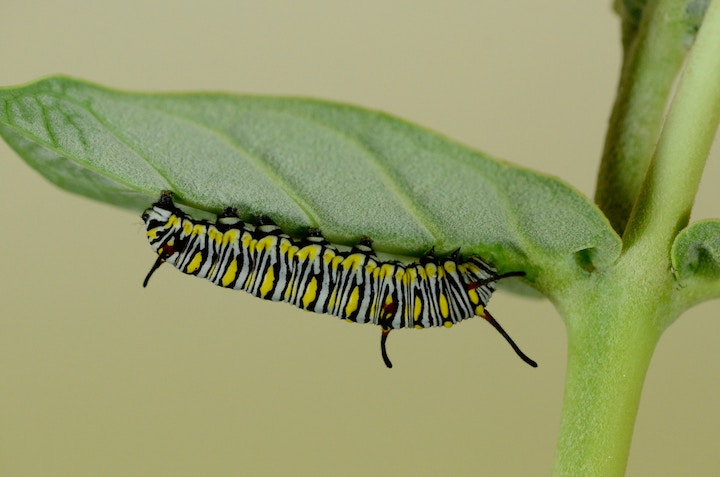 Caterpillar Spiritual Meaning
