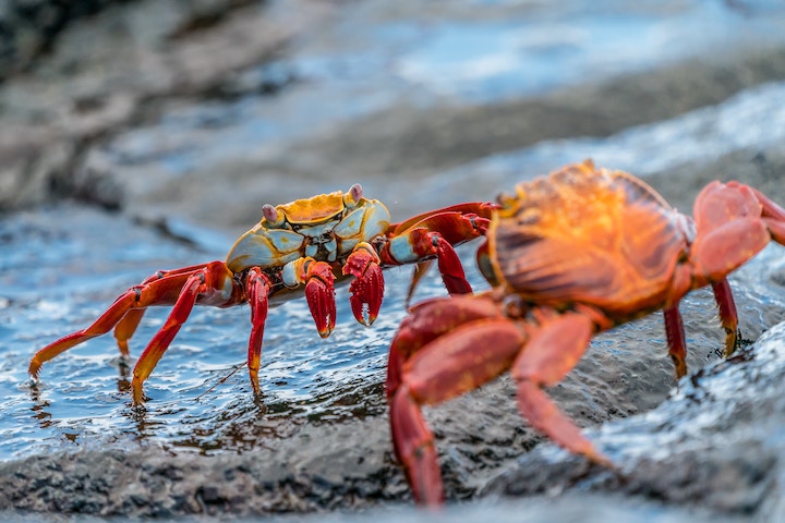 Dead Crab Spiritual Meaning