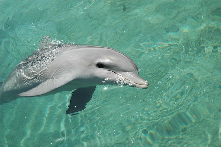 Dolphin Spiritual Meaning