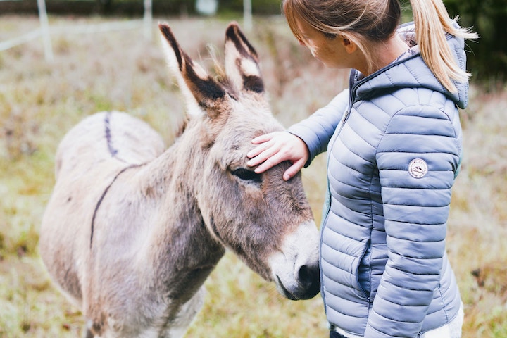 Donkey Spiritual Meaning