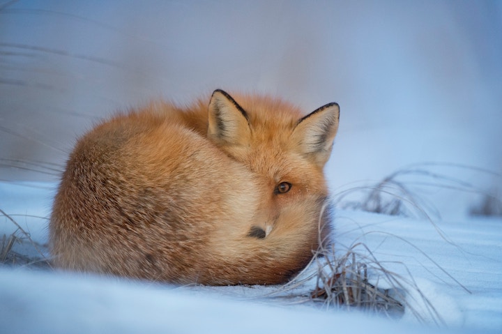dead fox in dream meaning