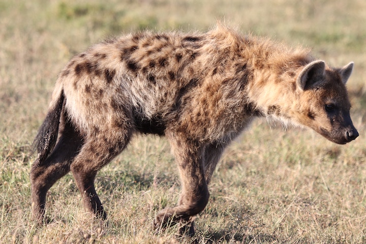 Dead Hyena Meaning