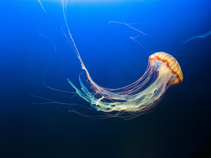 Jellyfish In Dream Meaning