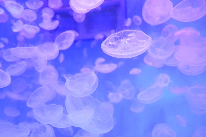 Jellyfish In Dream Meaning