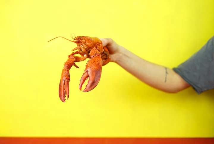 dead lobster