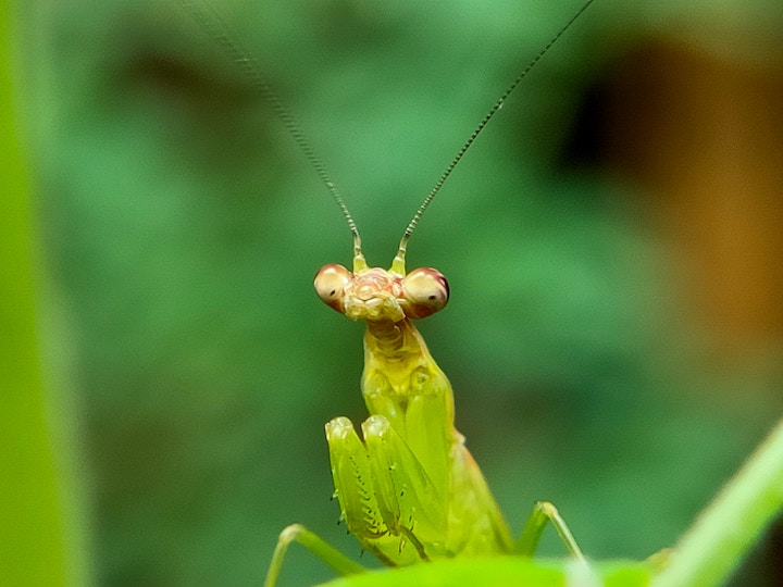 dead praying mantis meaning