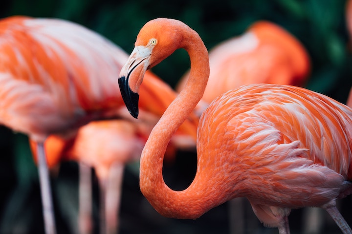  flamingo spiritual meaning
