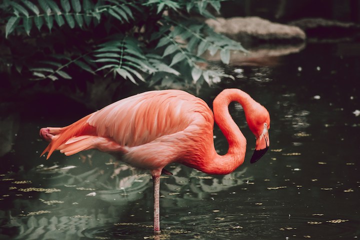 flamingo spiritual meaning