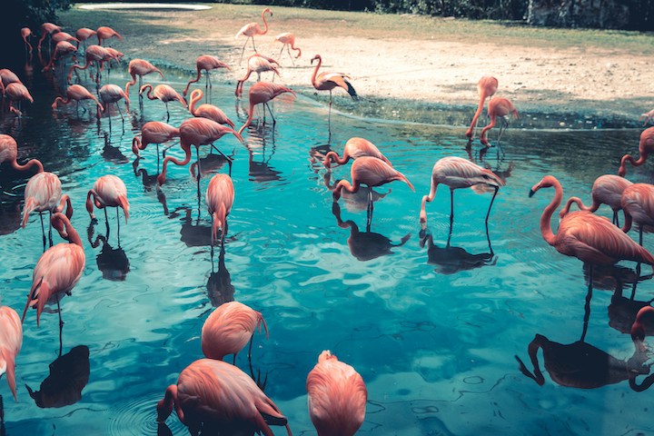  flamingo spiritual meaning