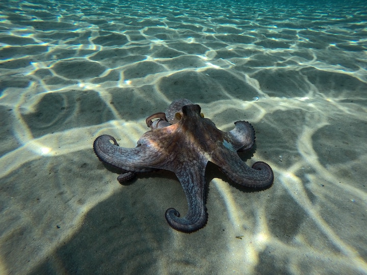 octopus in dream meaning
