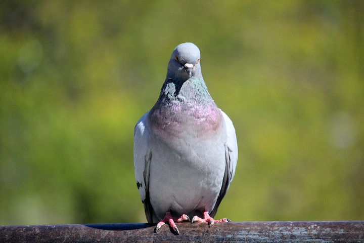Dead Pigeon Spiritual Meaning
