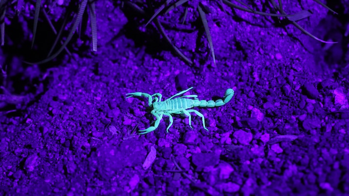 Scorpion in Dreams
