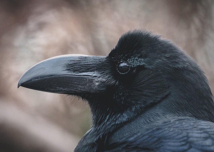 dead raven spiritual meaning