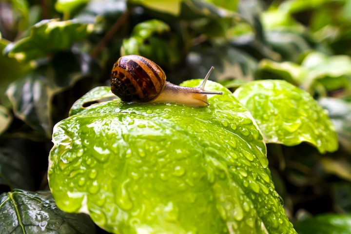Snail in Dream Meaning