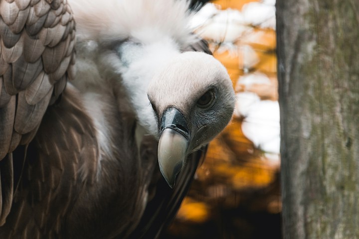 Vulture In Dreams
