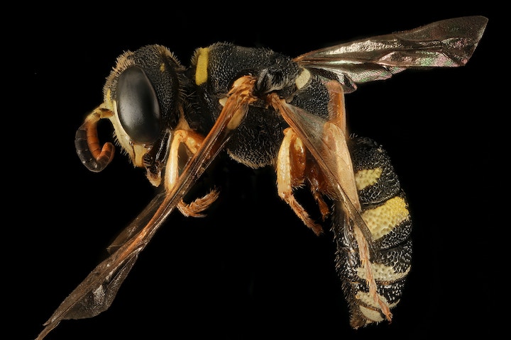 Wasp In Dream Meaning