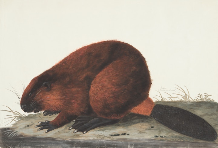 Beaver In Dreams