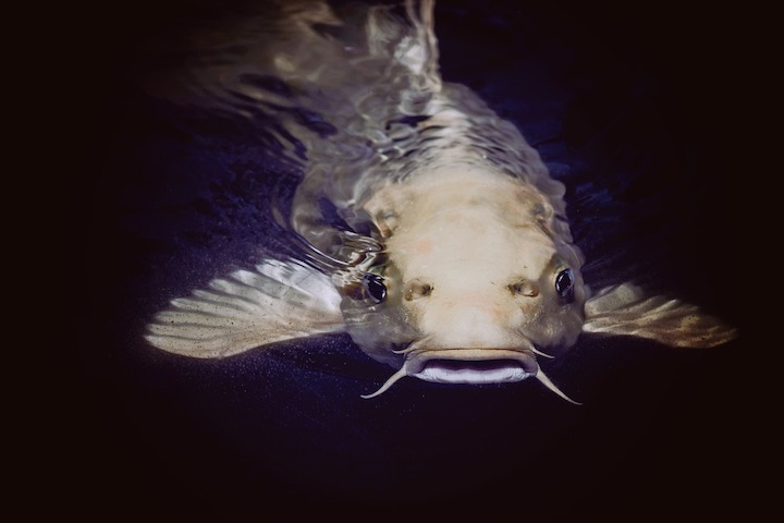 Catfish In Dreams