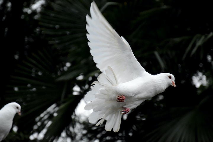 Dove In Dream Meaning