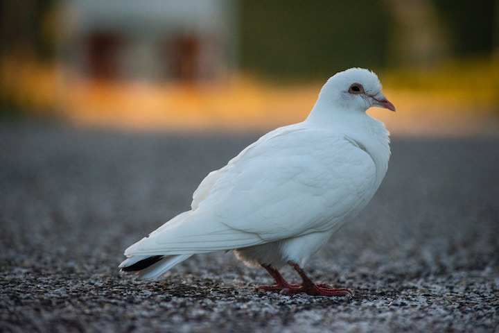 Dove Spiritual Meaning