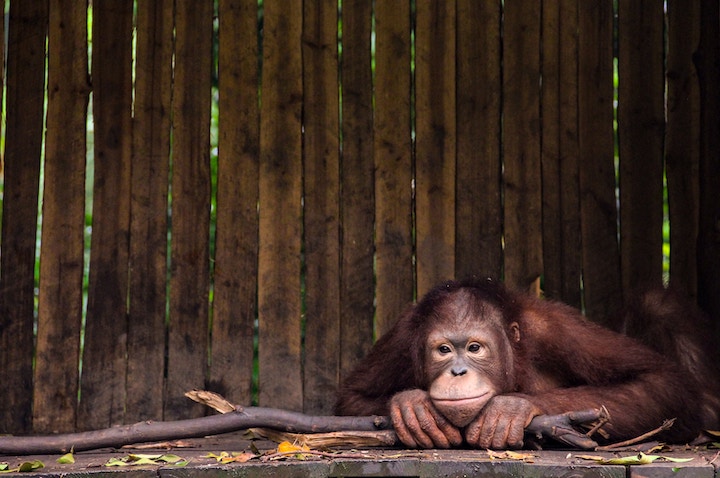 Orangutan In Dreams