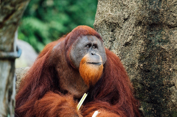 Orangutan In Dreams