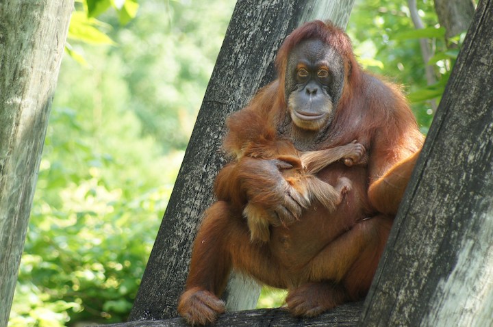 Dead Orangutan