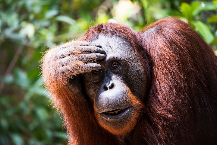 Dead Orangutan