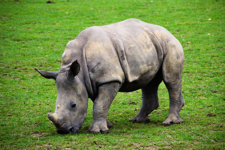 Dead Rhino Meaning