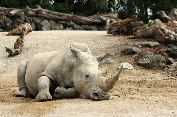 Rhino In Dream Meaning