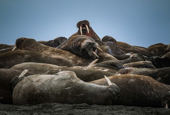 walrus in dreams