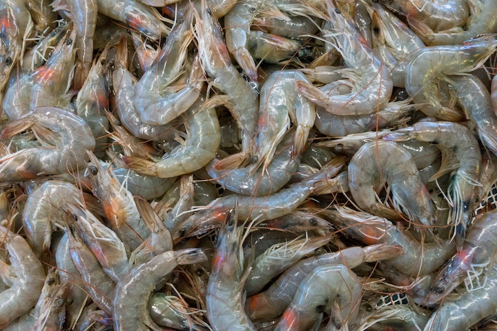 Dead Shrimp